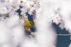 桜の奥に