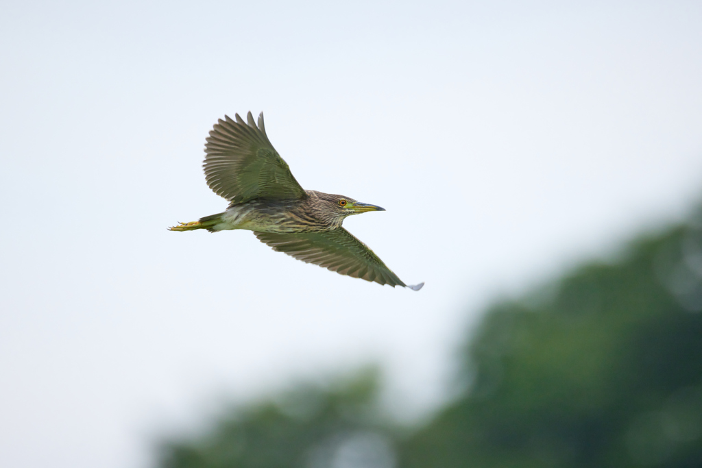 ホシゴイ／ゴイサギ幼鳥の飛翔_6