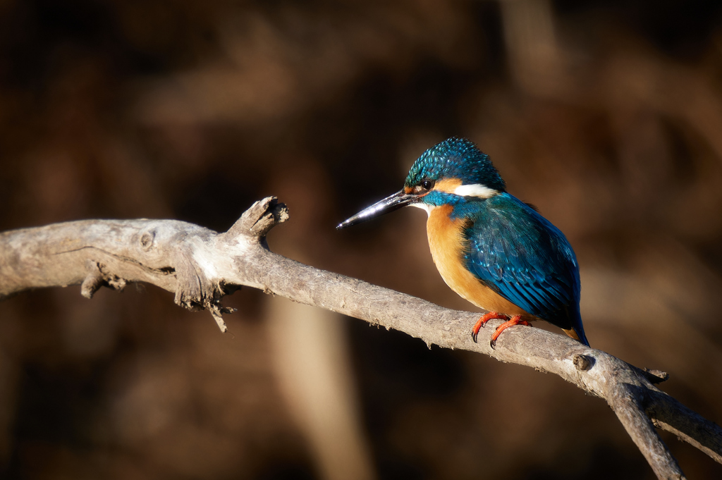 キラリと光るクチバシ