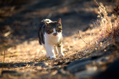 日の射す道を歩く