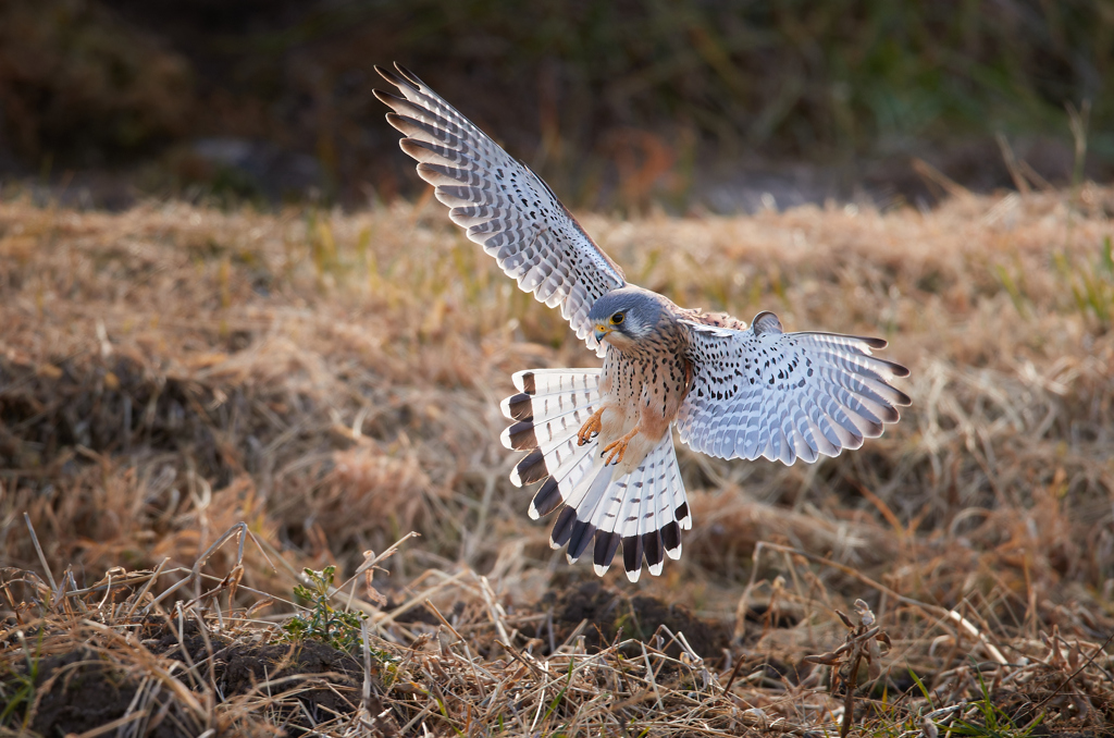 大きな羽と尾羽