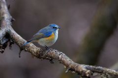 幸せの青い鳥