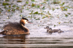 カンムリカイツブリと幼鳥 | 15
