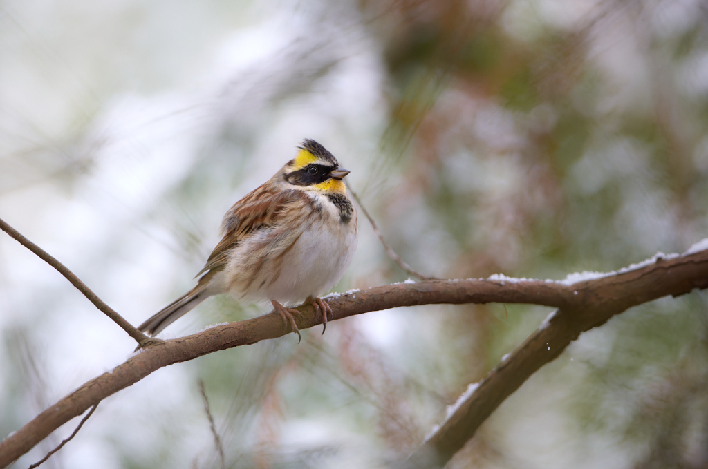 ミヤマホオジロ | 5