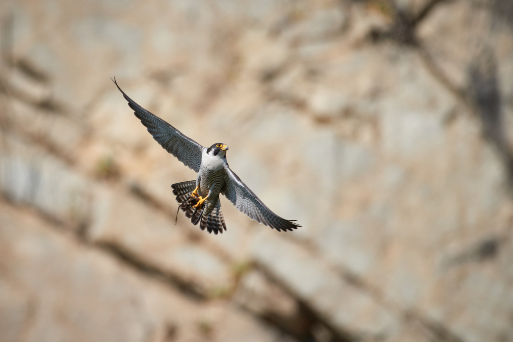 エサを運ぶハヤブサ_3