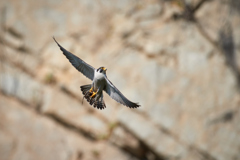 エサを運ぶハヤブサ_3