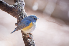 ルリビタキ | 12