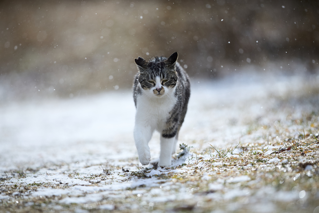 小雪舞う