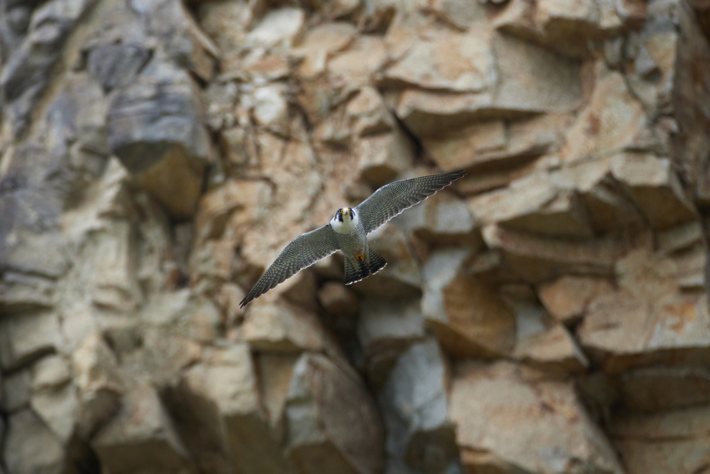 崖とハヤブサの飛翔_7
