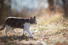 朝日の散歩コース
