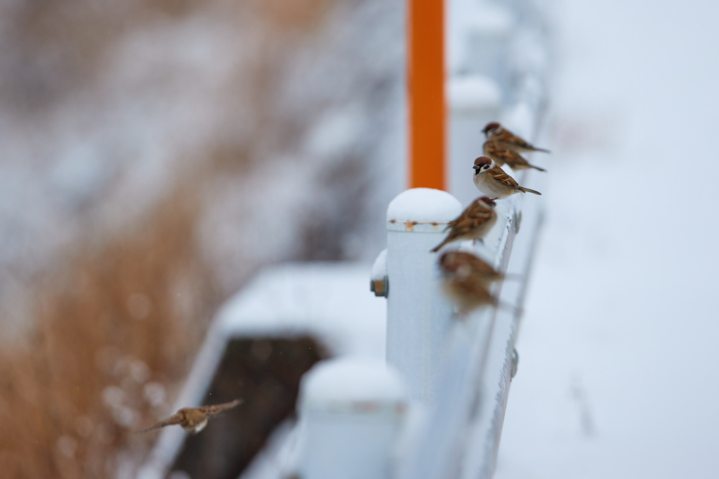 雪と雀たち