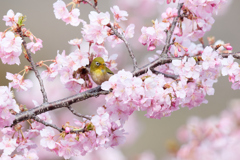 河津桜ジロー | 1