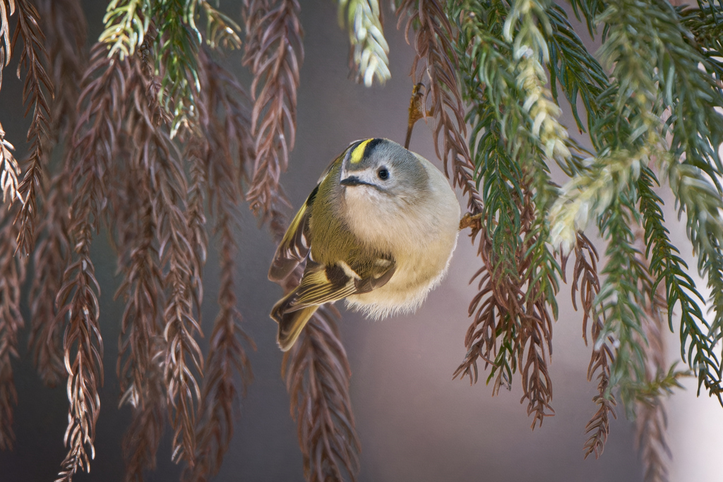 キクイタダキ | 17