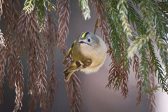 キクイタダキ | 17