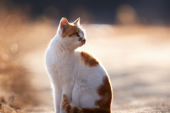 お座りして振り向くかわいい茶白の猫