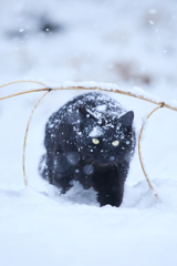 大雪の中の黒ちゃん