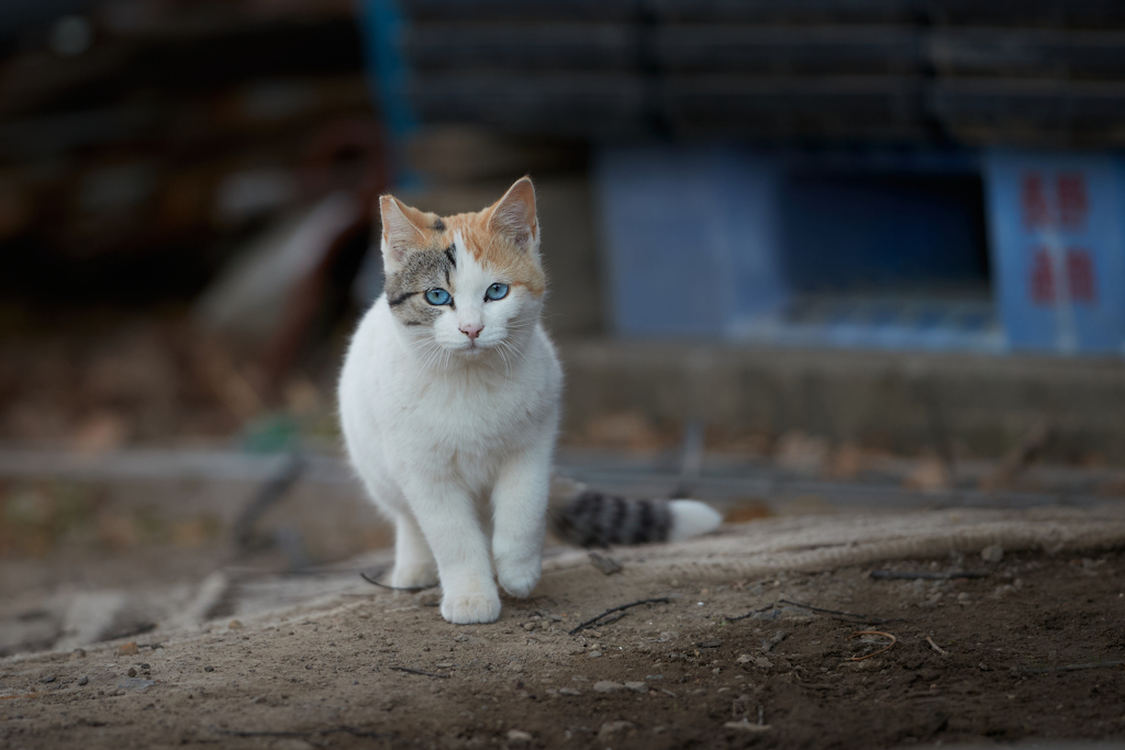 透き通るブルーアイ