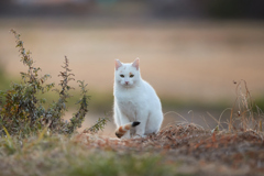 ふわふわな白い毛