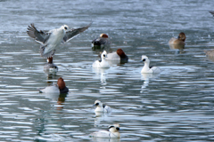 ミコアイサ | 29