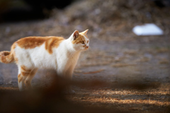 茶白のかわいい猫／立ち姿