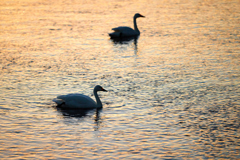 白鳥／コハクチョウ／夕方の川・湖