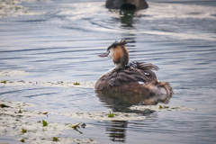 カンムリカイツブリと幼鳥 | 2