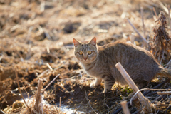 かわいいキジトラの猫