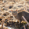 かわいいキジトラの猫