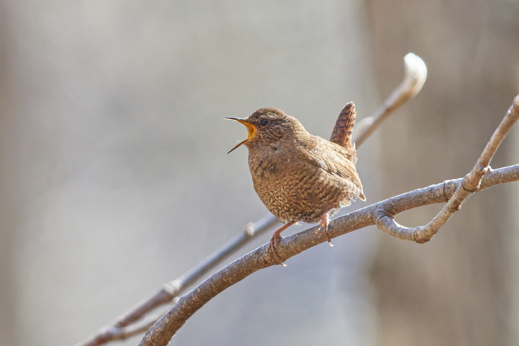 目一杯鳴く