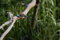 魚を運ぶカワセミ