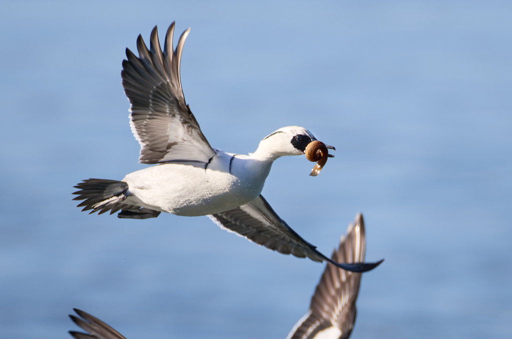 ミコアイサ | 25