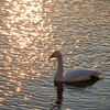 夕日の水面を泳ぐ白鳥／コハクチョウ_2