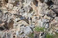 崖とハヤブサの飛翔