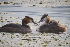 カンムリカイツブリと幼鳥 | 1