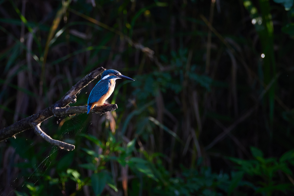 枝にとまるカワセミ_9
