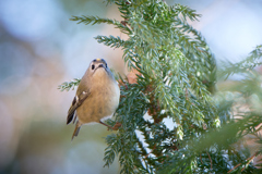 キクイタダキ | 5