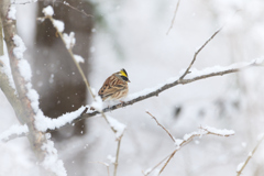 しんしんと降る雪と