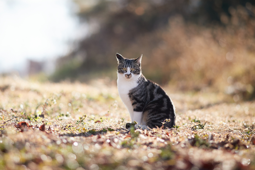 朝日が射す原っぱで