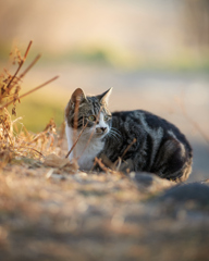 夕方にまったり