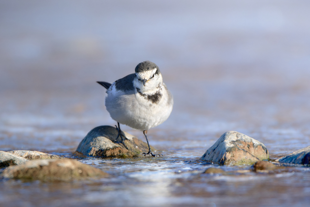 ハクセキレイ | 1