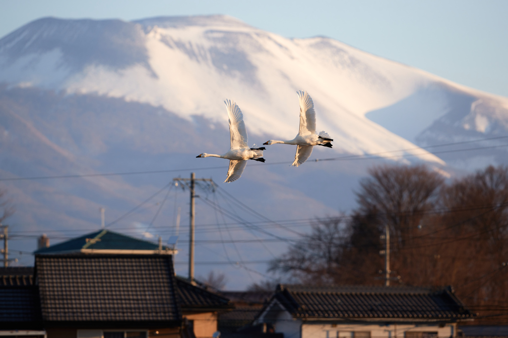浅間山／街中／白鳥／ハクチョウ