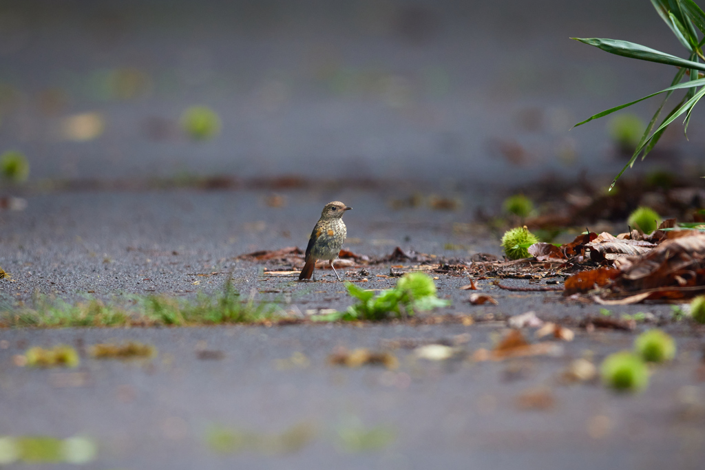 毬栗とジョウビタキの幼鳥