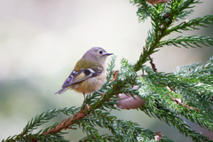 キクイタダキ | 8