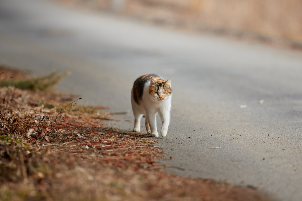 道を散歩する三毛猫／冬