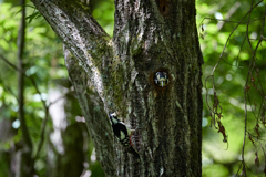 巣穴とアカゲラのペア