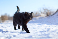 雪でも元気いっぱい