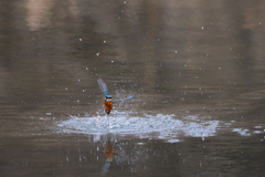 カワセミの離水