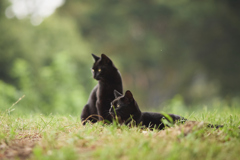 夕暮れの黒ちゃんたち