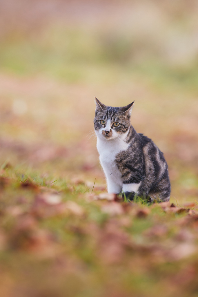 落ち葉の原っぱで