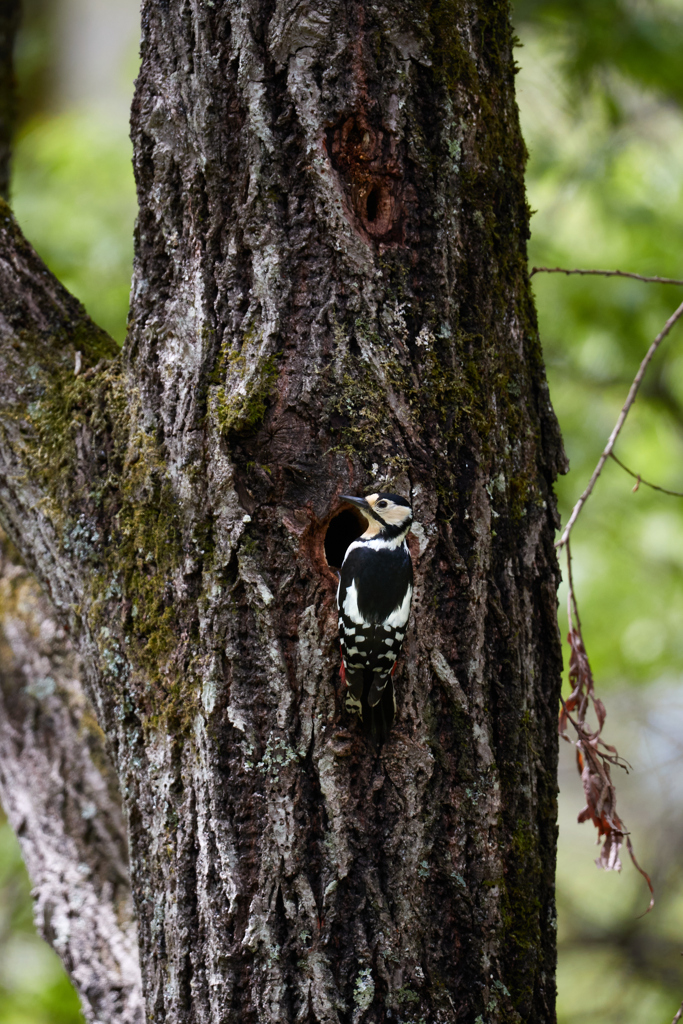 巣とアカゲラ